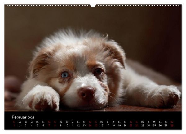 Produktbild: Charmante Australian Shepherds (Wandkalender 2026 DIN A2 quer), CALVENDO Monatskalender