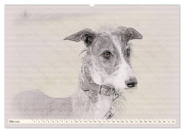 Produktbild: Windhunde 2026 (hochwertiger Premium Wandkalender 2026 DIN A2 quer), Kunstdruck in Hochglanz