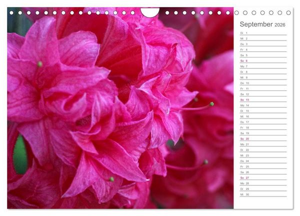 Produktbild: Rhododendron Sch&ouml;nheiten im Garten (Wandkalender 2026 DIN A4 quer), CALVENDO Monatskalender
