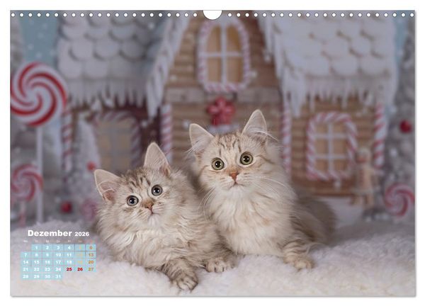 Produktbild: Die Kitten kommen. (Wandkalender 2026 DIN A3 quer), CALVENDO Monatskalender
