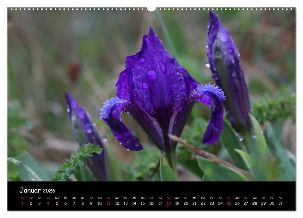 Produktbild: Naturjuwelen - Neusiedler See (Wandkalender 2026 DIN A2 quer), CALVENDO Monatskalender