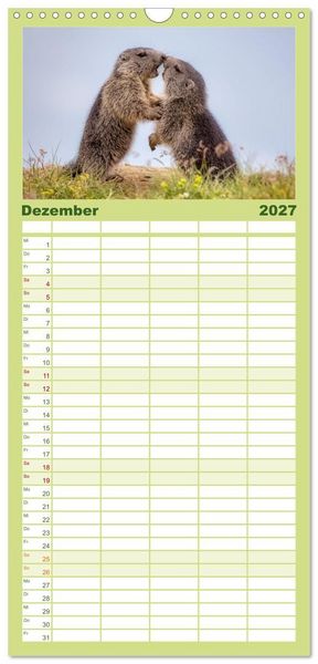 Produktbild: Familienplaner 2027 - Tiere der Alpen - Murmeltier-Kinder mit 5 Spalten (Wandkalender, 21 x 45 cm) CALVENDO