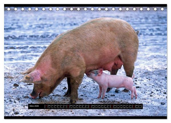 Produktbild: Schweinereien (Tischkalender 2026 DIN A5 quer), CALVENDO Monatskalender