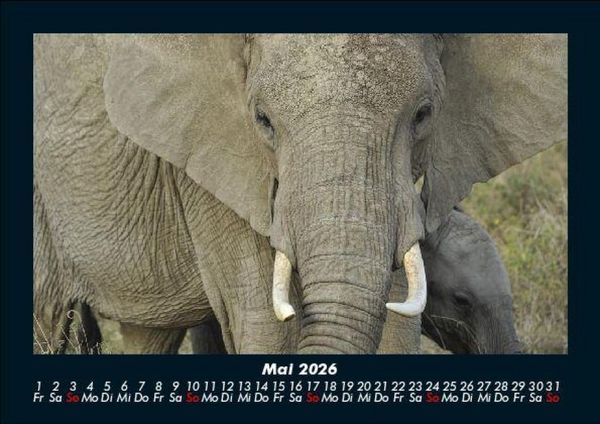 Produktbild: Der Tierkalender 2026 Fotokalender DIN A5