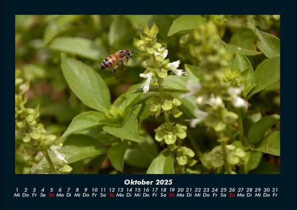 Produktbild: Bienen 2025 Fotokalender DIN A4