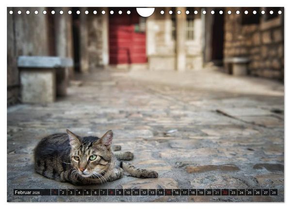 Produktbild: Die Katzen von Rovinj (Wandkalender 2026 DIN A4 quer), CALVENDO Monatskalender