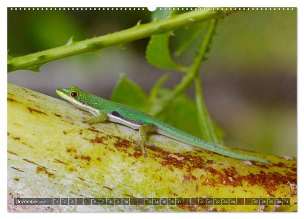Produktbild: Reptilien auf Madagaskar (Wandkalender 2027 DIN A2 quer), CALVENDO Monatskalender