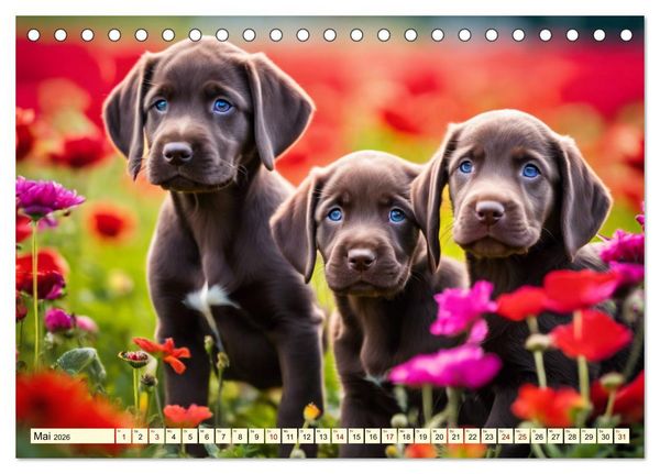 Produktbild: Weimaraner - der ideale Jagdbegleiter (Tischkalender 2026 DIN A5 quer), CALVENDO Monatskalender
