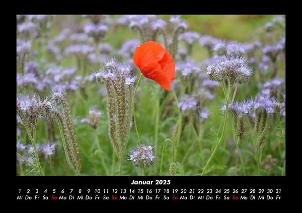 Produktbild: Blumentr&auml;ume 2025 Fotokalender DIN A3