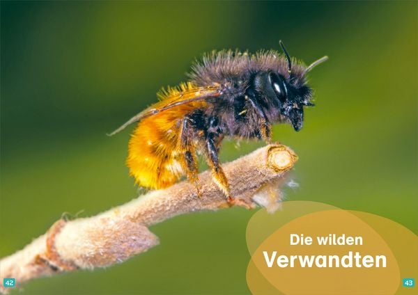 Produktbild: WAS IST WAS Erstes Lesen. Bienen