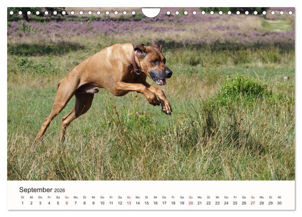 Produktbild: Rhodesian Ridgeback Sch&ouml;nheit aus Afrika (Wandkalender 2026 DIN A4 quer), CALVENDO Monatskalender