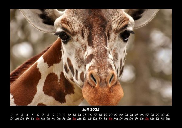 Produktbild: Giraffen 2025 Fotokalender DIN A3