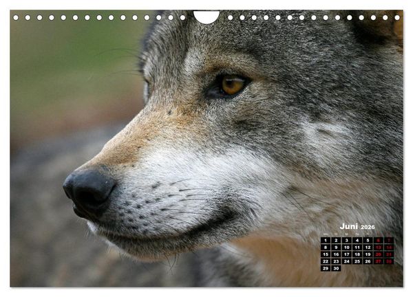 Produktbild: Willkommen Wolf (Wandkalender 2026 DIN A4 quer), CALVENDO Monatskalender