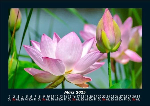 Produktbild: Pflanzen und Bl&uuml;ten 2025 Fotokalender DIN A5