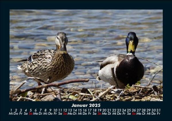 Produktbild: Enten 2025 Fotokalender DIN A5