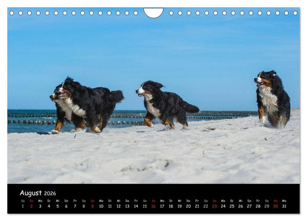 Produktbild: Berner Sennenhund 2026 (Wandkalender 2026 DIN A4 quer), CALVENDO Monatskalender