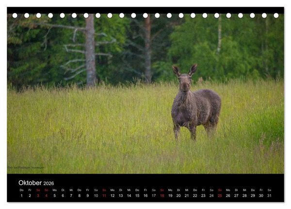 Produktbild: Naturwucht Skandinavien (Tischkalender 2026 DIN A5 quer), CALVENDO Monatskalender