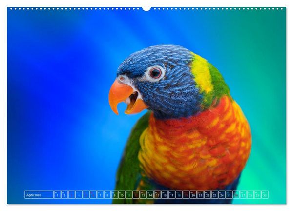 Produktbild: Die bunte Welt der V&ouml;gel (hochwertiger Premium Wandkalender 2026 DIN A2 quer), Kunstdruck in Hochglanz