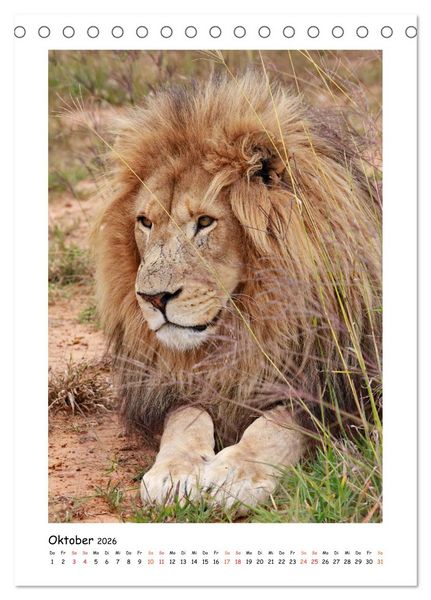 Produktbild: S&Uuml;DAFRIKA - WILDTIERE IM PORTRAIT (Tischkalender 2026 DIN A5 hoch), CALVENDO Monatskalender