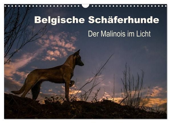 Produktbild: Belgische Sch&auml;ferhunde - Der Malinois im Licht (Wandkalender 2027 DIN A3 quer), CALVENDO Monatskalender