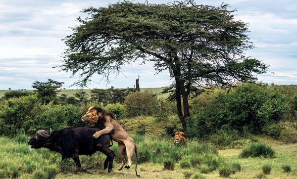 Produktbild: Die Seele Afrikas