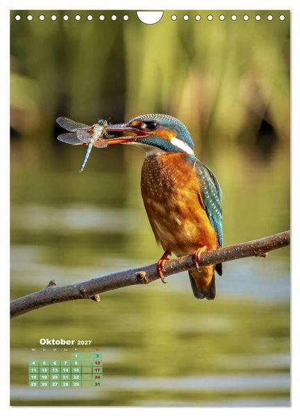 Produktbild: Bunte Eisv&ouml;gel (Wandkalender 2027 DIN A4 hoch), CALVENDO Monatskalender