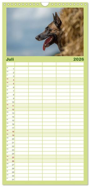 Produktbild: Familienplaner 2026 - Belgischer Sch&auml;ferhund - Der Malinois in Action mit 5 Spalten (Wandkalender, 21 x 45 cm) CALVENDO