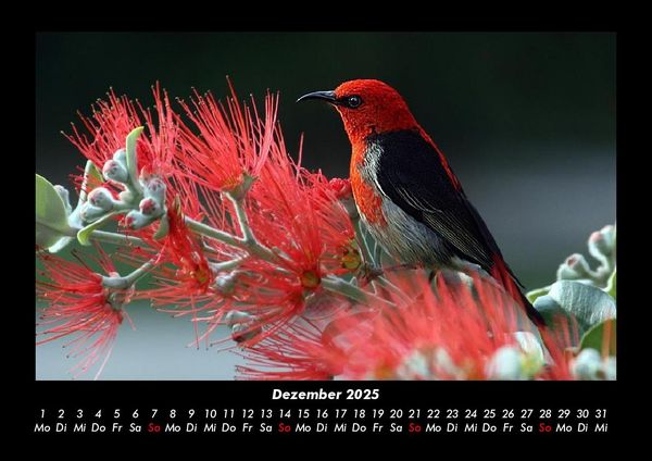 Produktbild: Vogelparadies 2025 Fotokalender DIN A3