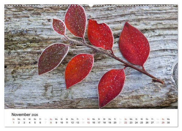 Produktbild: Mein Jahr im Landhausgarten (Wandkalender 2026 DIN A2 quer), CALVENDO Monatskalender