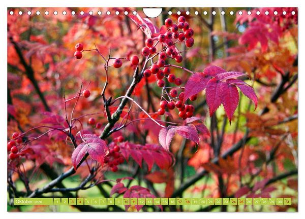 Produktbild: Natur, die bezaubert (Wandkalender 2026 DIN A4 quer), CALVENDO Monatskalender