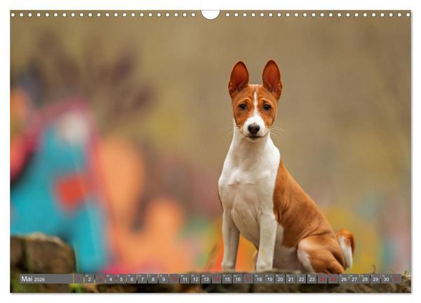 Produktbild: Der Basenji (Wandkalender 2026 DIN A3 quer), CALVENDO Monatskalender
