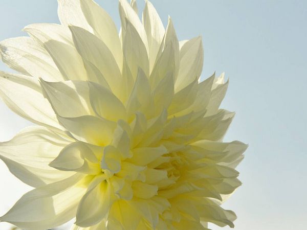 Produktbild: CALVENDO Puzzle Wei&szlig;e Sonne | 1000 Teile Lege-Gr&ouml;&szlig;e 64x48cm Foto-Puzzle f&uuml;r gl&uuml;ckliche Stunden