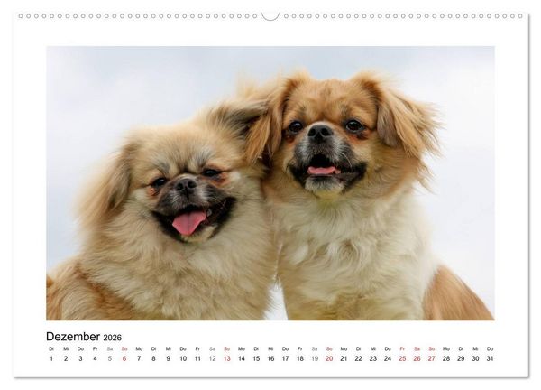 Produktbild: Tibet-Spaniel (Wandkalender 2026 DIN A2 quer), CALVENDO Monatskalender