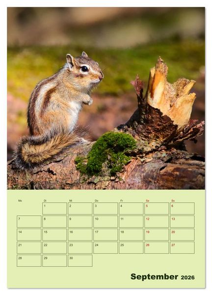 Produktbild: H&ouml;rnchen aus aller Welt (Wandkalender 2026 DIN A3 hoch), CALVENDO Monatskalender