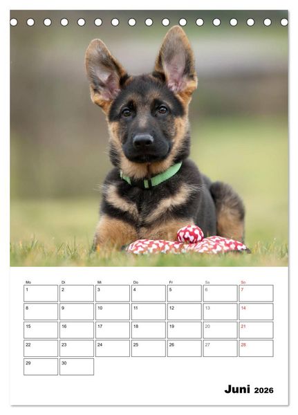 Produktbild: Deutsche Sch&auml;ferhundwelpen zum Verlieben (Tischkalender 2026 DIN A5 hoch), CALVENDO Monatskalender