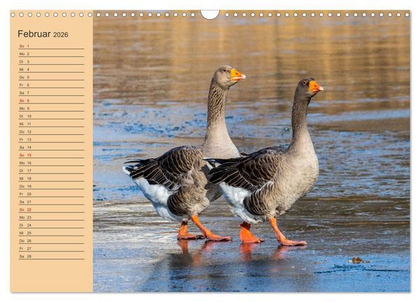 Produktbild: Wir sind die Stars am Wasser (Wandkalender 2026 DIN A3 quer), CALVENDO Monatskalender