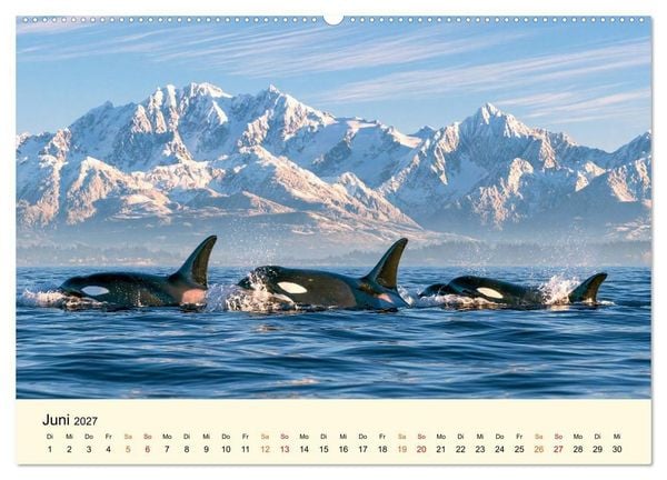 Produktbild: Orcas - Wilde Eleganz des Meeres (hochwertiger Premium Wandkalender 2027 DIN A2 quer), Kunstdruck in Hochglanz