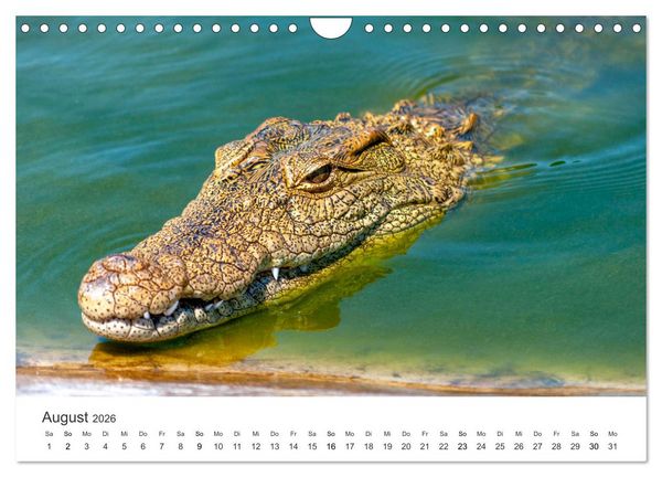 Produktbild: Reptilien - Tierische Farbenpracht (Wandkalender 2026 DIN A4 quer), CALVENDO Monatskalender