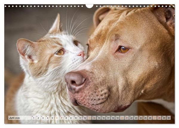Produktbild: Hund und Katze - Tierische Freunde (Wandkalender 2026 DIN A3 quer), CALVENDO Monatskalender