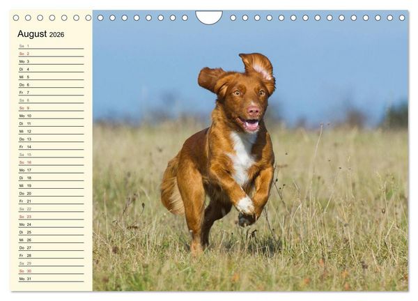Produktbild: Toll, toll, Toller (Wandkalender 2026 DIN A4 quer), CALVENDO Monatskalender