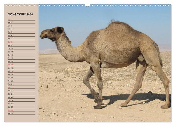 Produktbild: Kamele in der W&uuml;stensonne (hochwertiger Premium Wandkalender 2026 DIN A2 quer), Kunstdruck in Hochglanz
