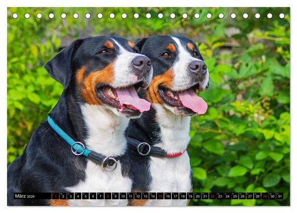 Produktbild: Ein Hund zum Verlieben - Gro&szlig;er Schweizer Sennenhund (Tischkalender 2026 DIN A5 quer), CALVENDO Monatskalender