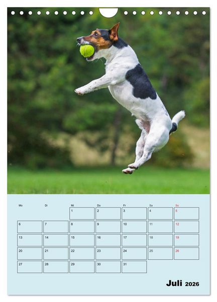 Produktbild: Familienplaner Jack und Parson Russell Terrier (Wandkalender 2026 DIN A4 hoch), CALVENDO Monatskalender
