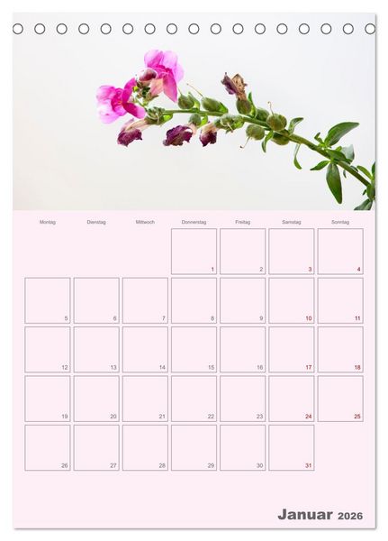 Produktbild: Blumenmetamorphosen (Tischkalender 2026 DIN A5 hoch), CALVENDO Monatskalender