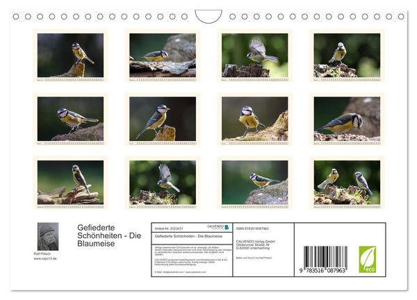 Produktbild: Gefiederte Sch&ouml;nheiten - Die Blaumeise (Wandkalender 2026 DIN A4 quer), CALVENDO Monatskalender