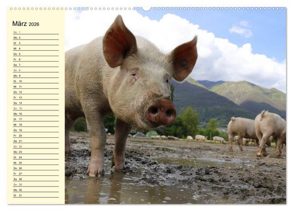 Produktbild: Von S&auml;uen die Schwein haben! (Wandkalender 2026 DIN A2 quer), CALVENDO Monatskalender