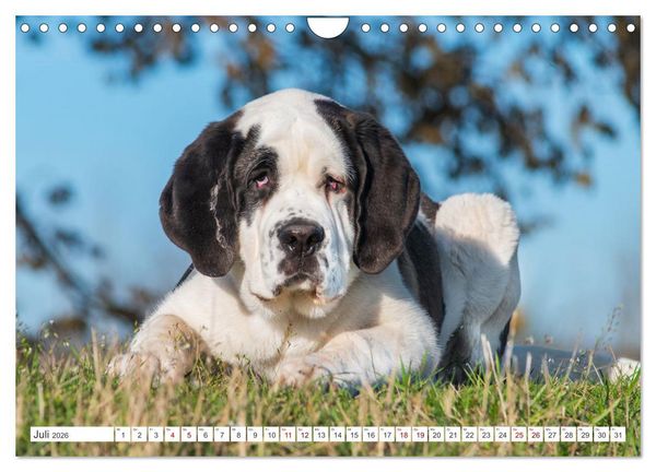 Produktbild: Unsere Freunde auf vier Pfoten - Hunde (Wandkalender 2026 DIN A4 quer), CALVENDO Monatskalender