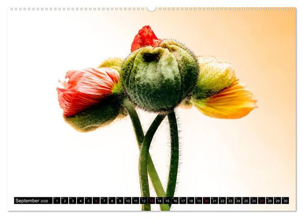 Produktbild: Flowers / 2026 (hochwertiger Premium Wandkalender 2026 DIN A2 quer), Kunstdruck in Hochglanz