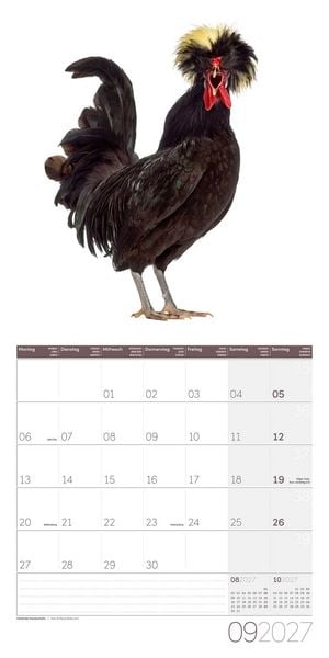 Produktbild: Verr&uuml;ckte H&uuml;hner Kalender 2027 - 30x30 - Art12