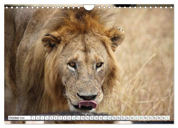 Produktbild: Simba Masai Mara Kenya Africa (Wall Calendar 2026 DIN A4 landscape), CALVENDO 12 Month Wall Calendar